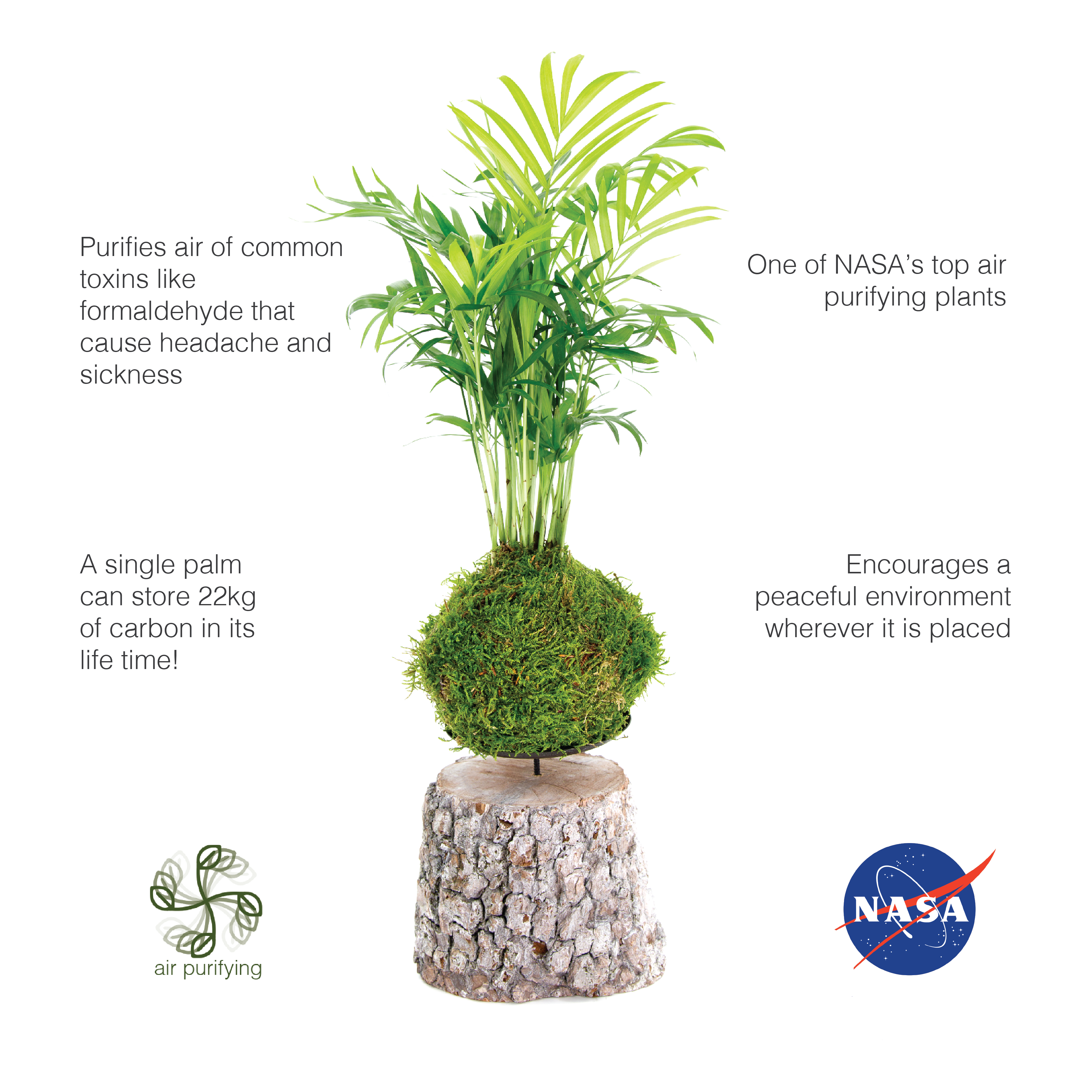 Corporate gift eco NASA plant kokedama palm tree tranquil plants wooden stand