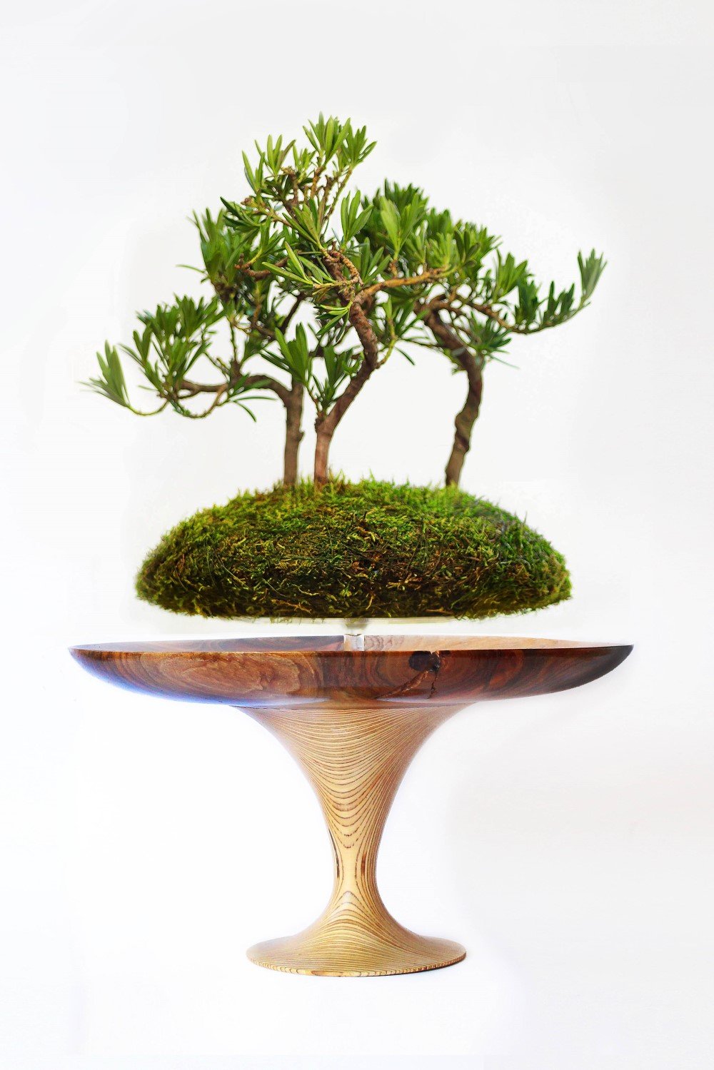 bonsai tree buddhist pine Deluxe Temple Living Buddhist Pine Multi Bonsai – Tranquil Plants