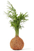 Palm coco fibre kokedama bonsai style indoor plant