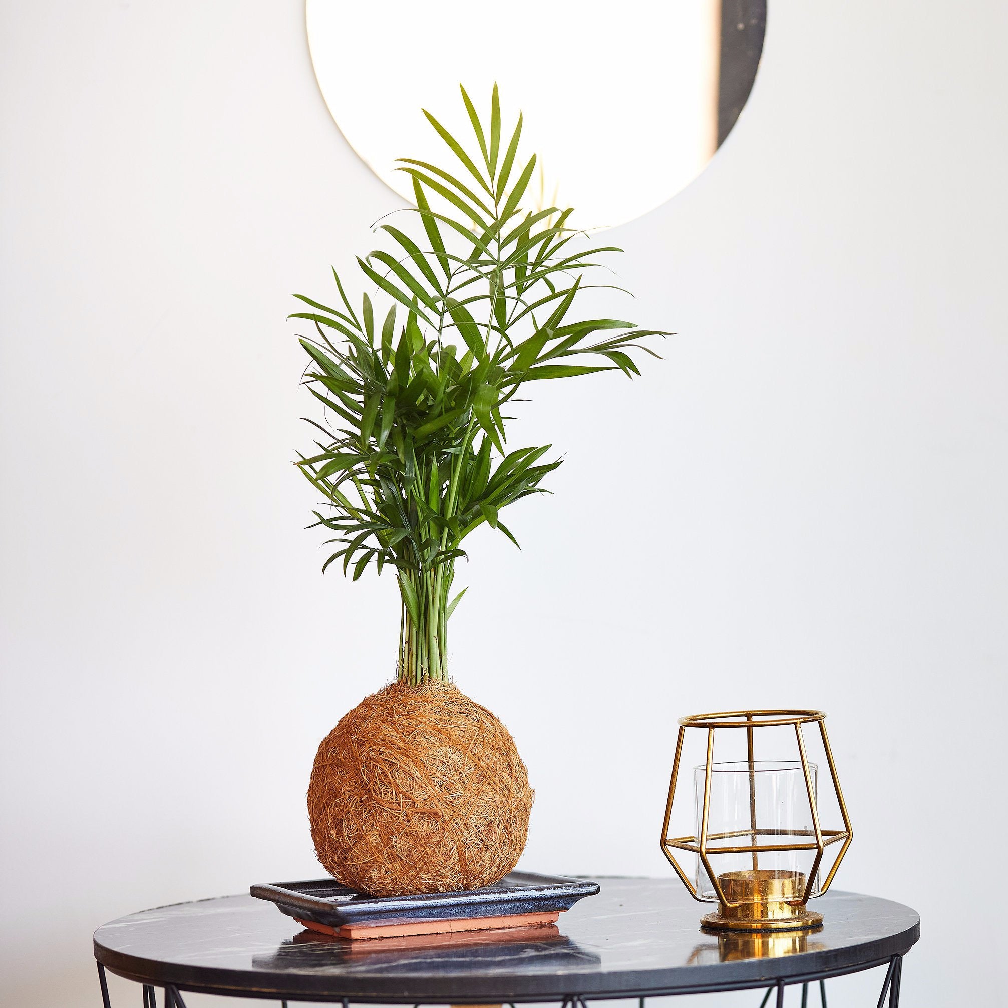 indoor palm plants uk Eco-Friendly Gift | Parlour Palm