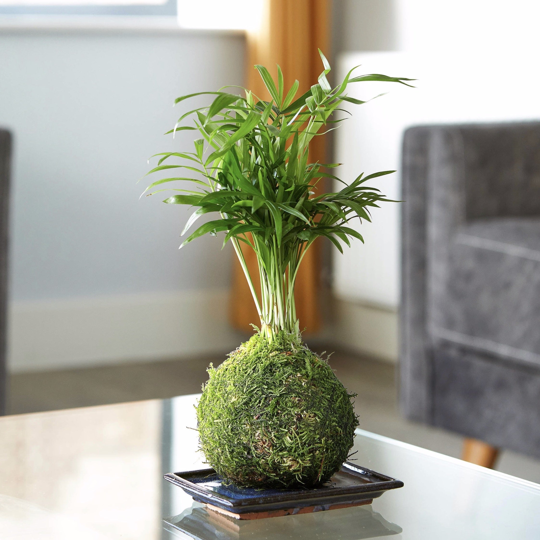 Kokedama Parlour Palm fresh air houseplant