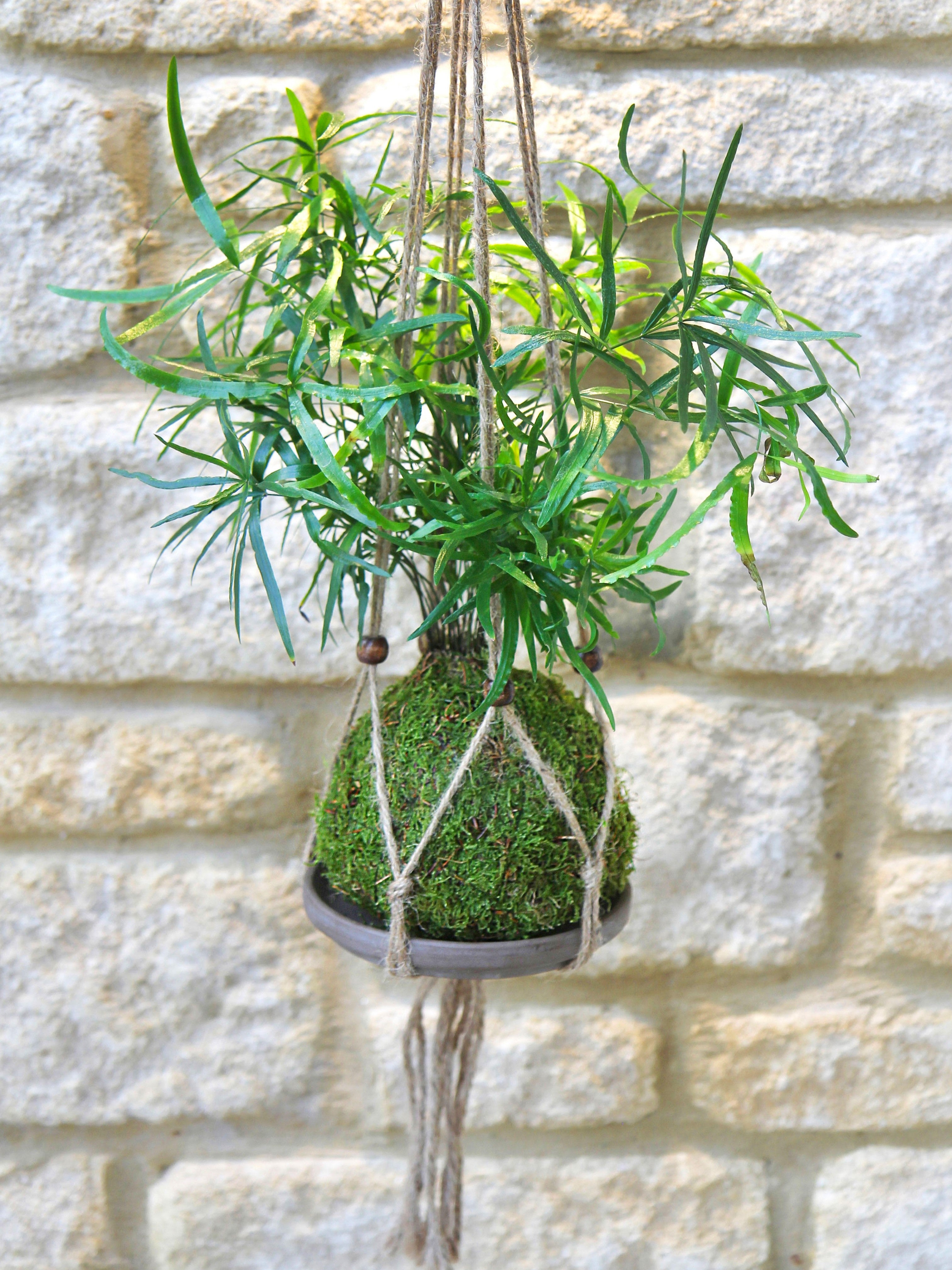 Rustic Eco Hanger Tranquil Plants Terrecotta Tray