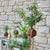 plant hanger hanging plants rustic