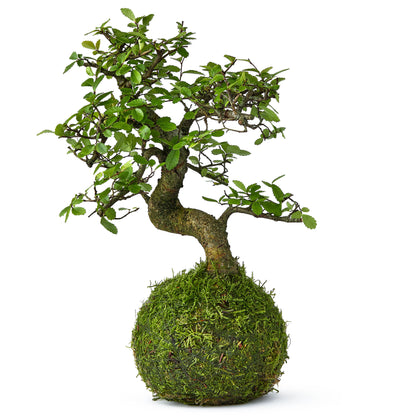 chinese elm bonsai tree kokedama for sale at Tranquil Plants