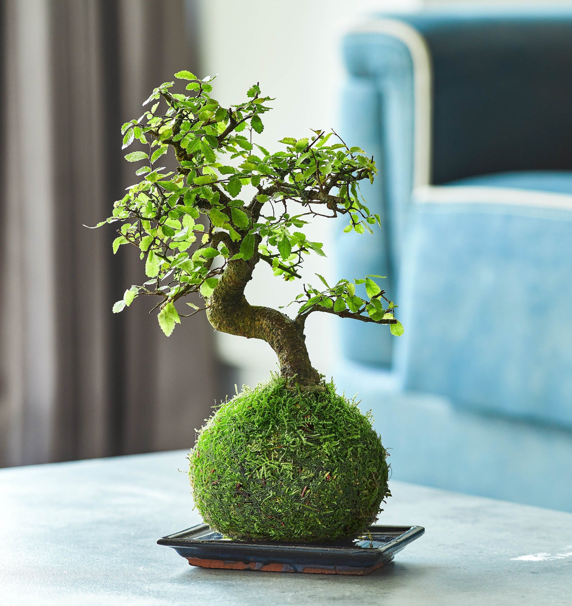 elm bonsai tree Shaped Chinese Elm Bonsai Kokedama – Tranquil Plants