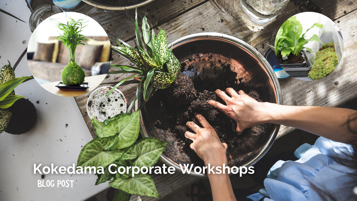Kokedama at Work: The Benefits of Kokedama Corporate Workshops!