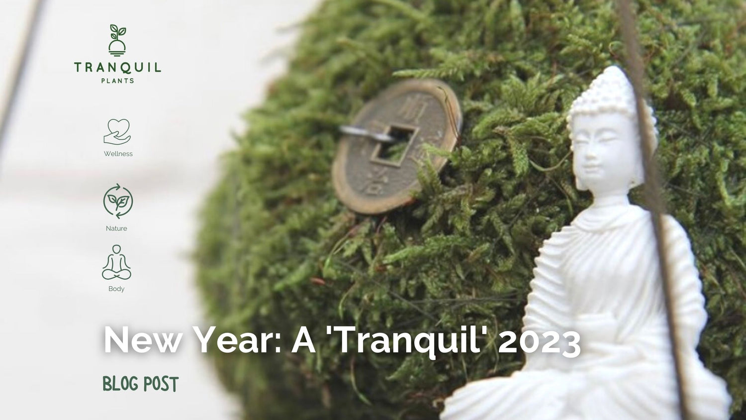 A Tranquil 2023: How Kokedama can help create Peace in the New Year