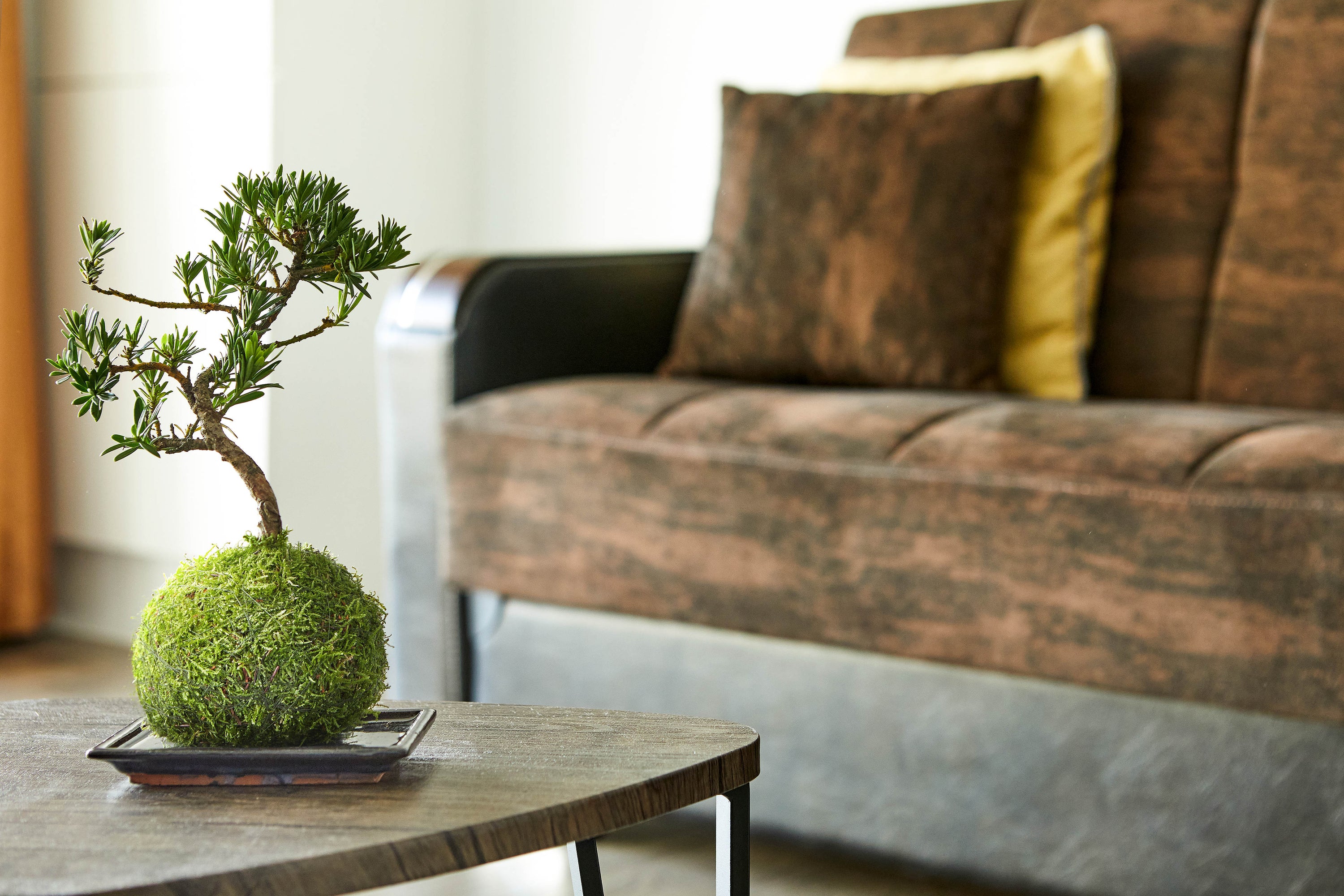 Buddhist Pine Kokedama