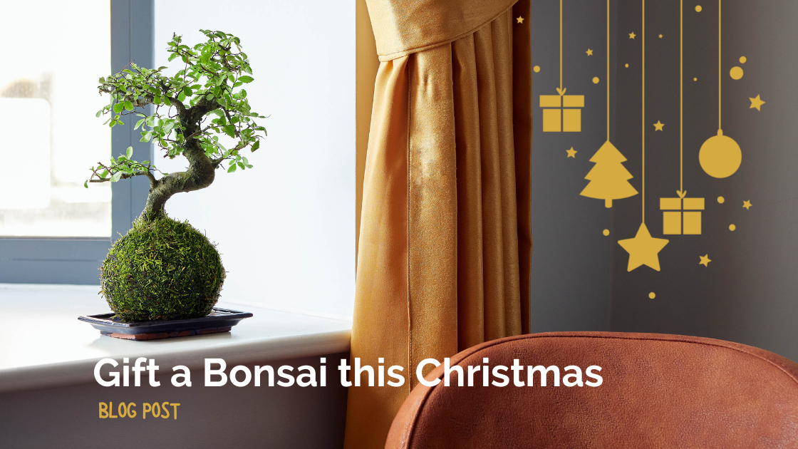 Why Bonsai Trees are a Perfect Christmas Gift