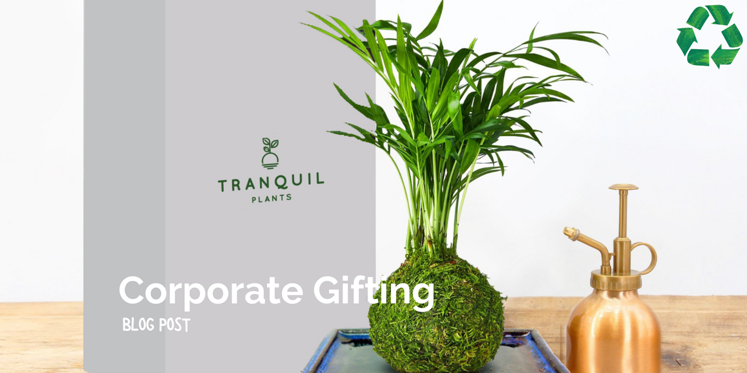 Eco-friendly, Bespoke and Modern Corporate Gifts: Kokedama