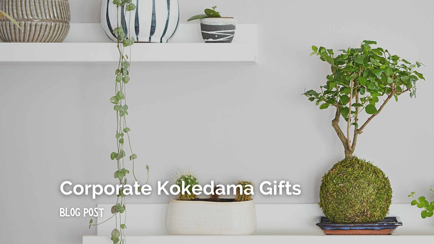Why Kokedama Moss Plants Make the Perfect Corporate Gift