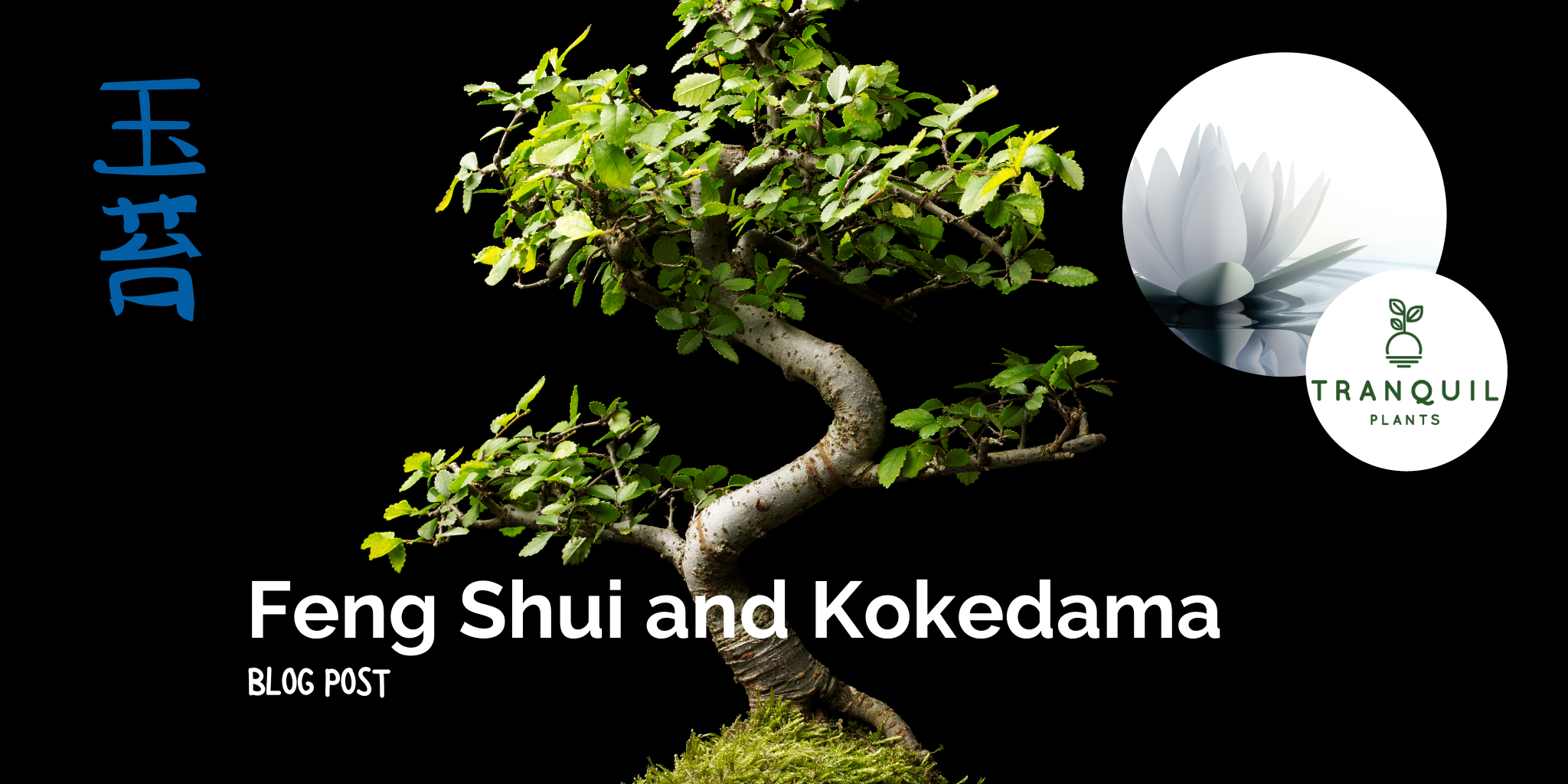 Feng Shui and Kokedama: Creating a Harmonious Home