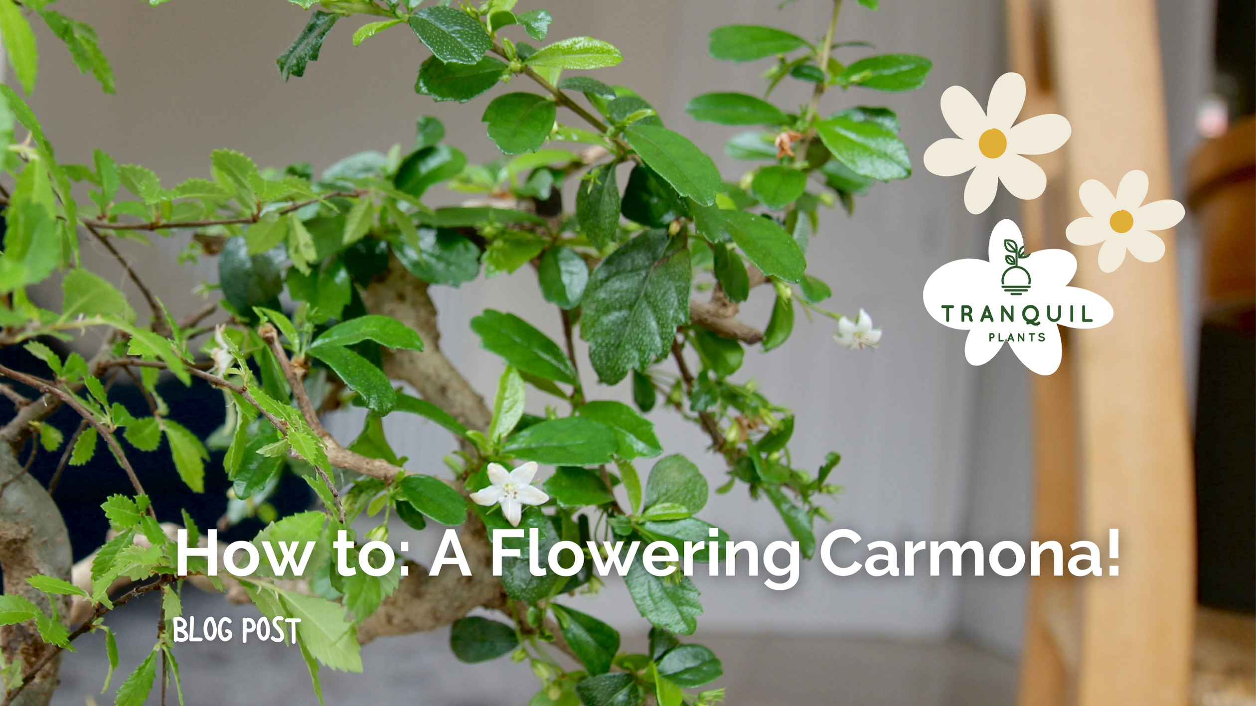 How to help your Carmona Bonsai to flower!