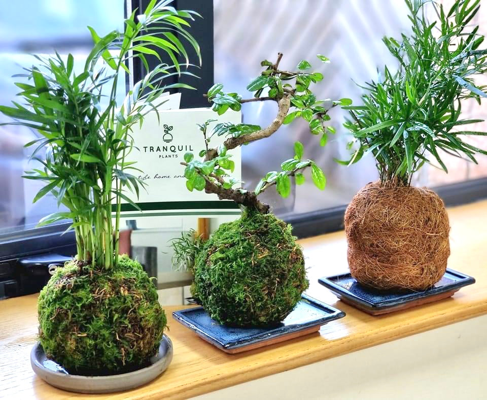 Kokedama palnts 