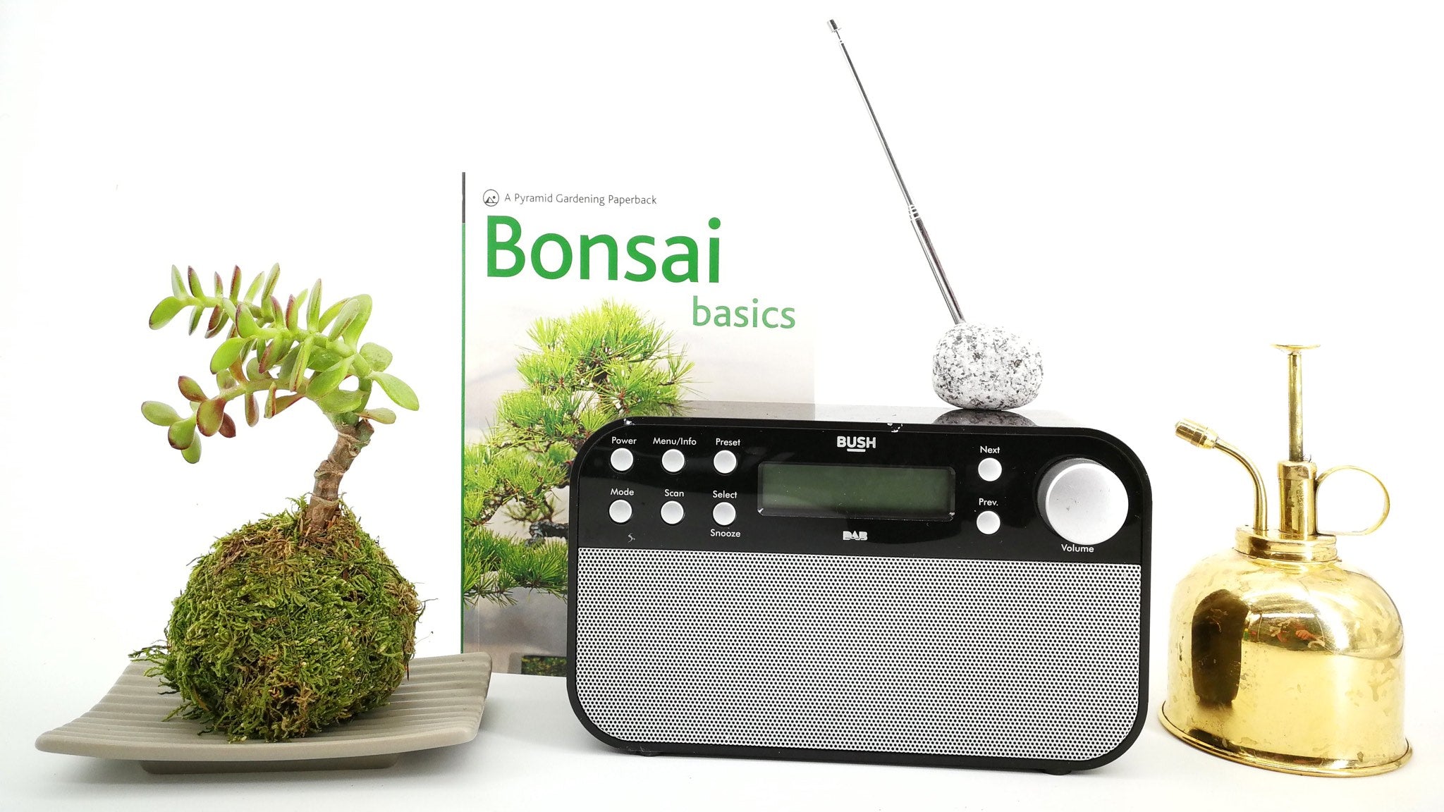 Kokedama Bonsai plant care guide