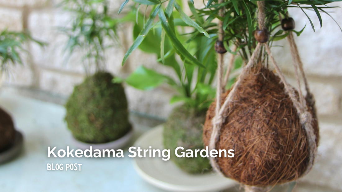 Kokedama String Gardens Decorate with Hanging Plants Tranquil Plants