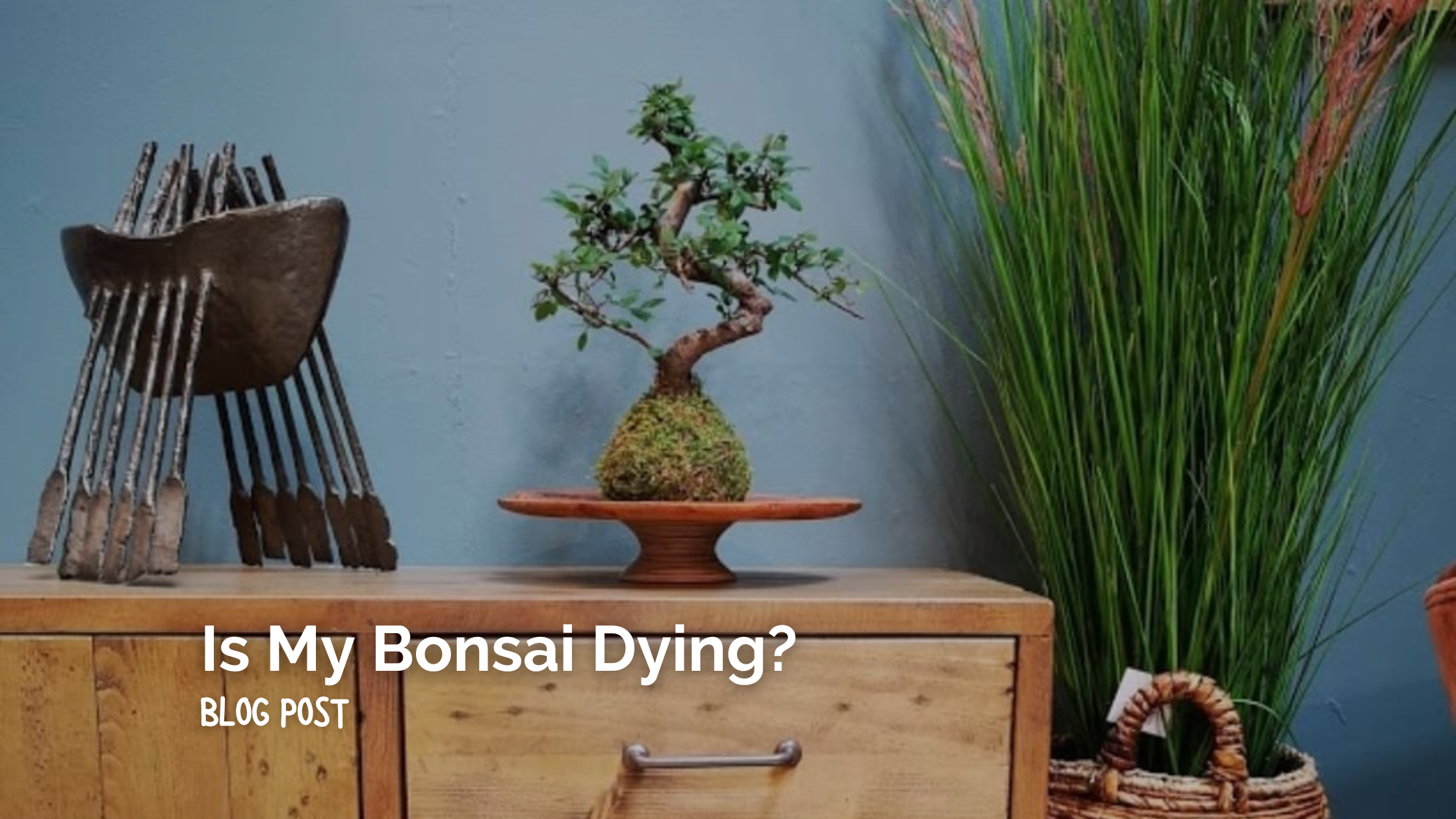 Is my Bonsai Tree Dead?
