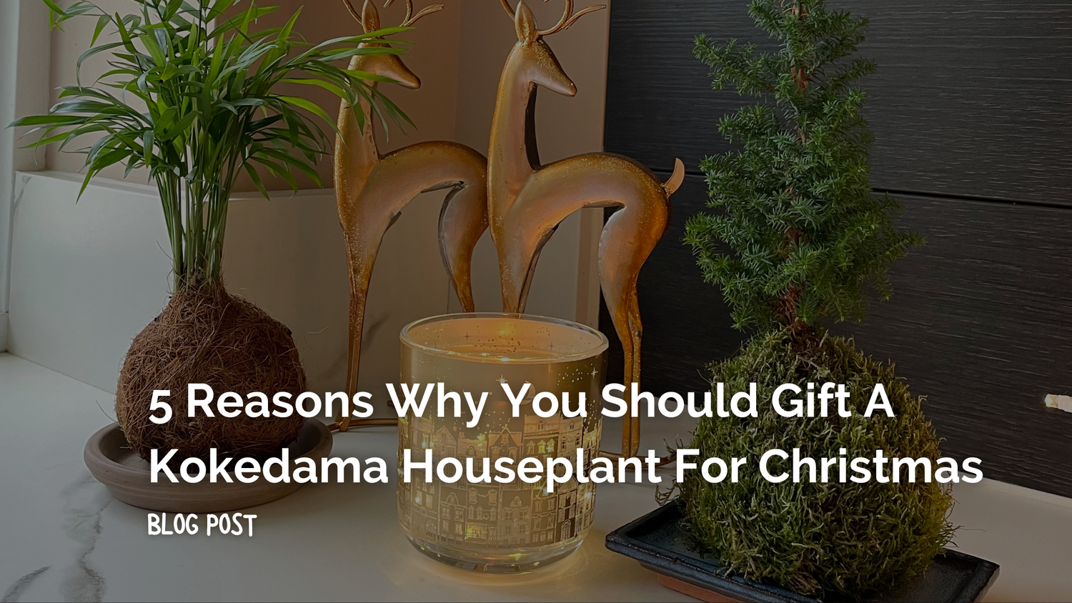 5 Reasons Why You Should Gift a Kokedama Houseplant for Christmas