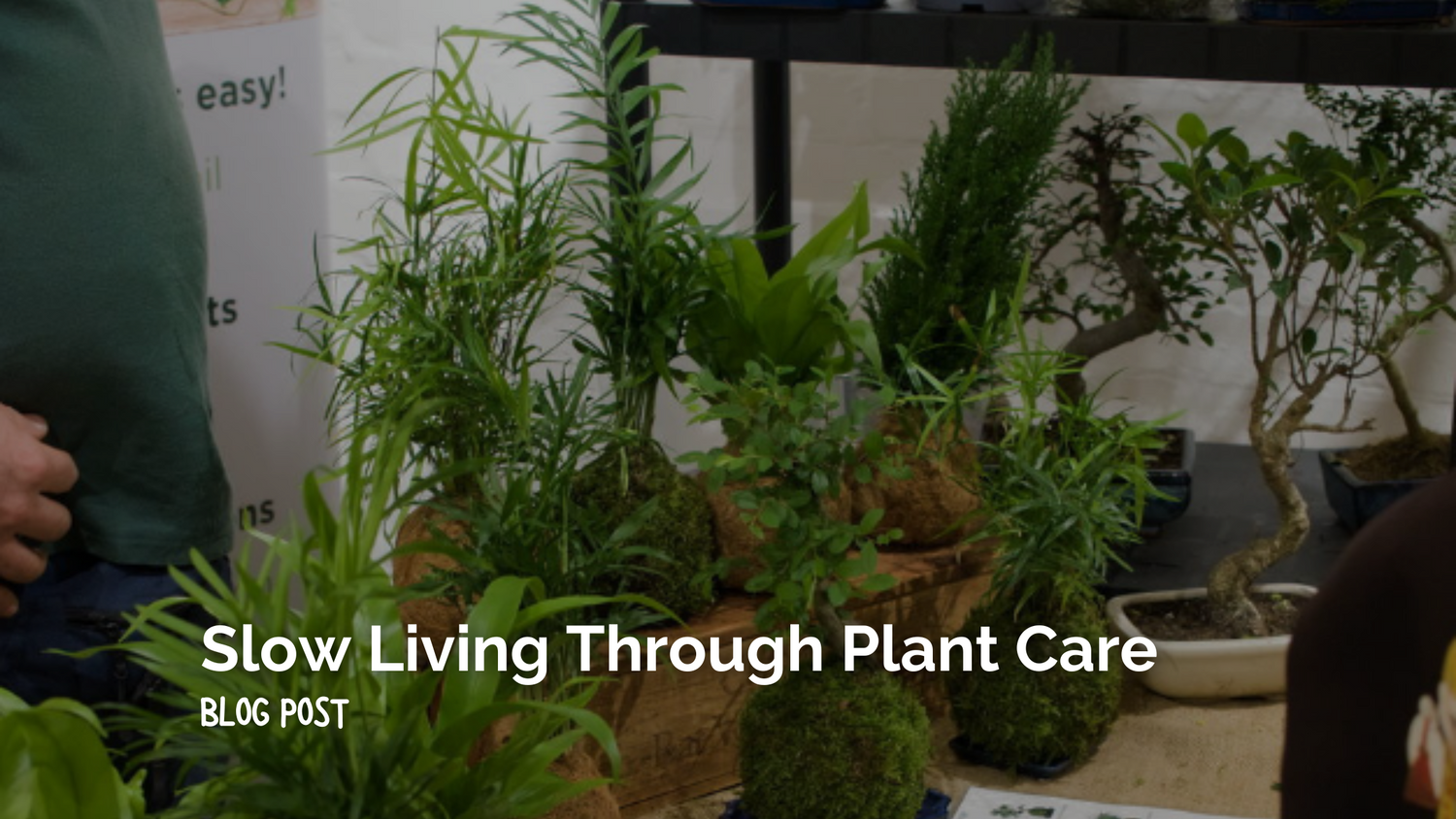 Cultivating a Slower, More Mindful Life Through Plant Care