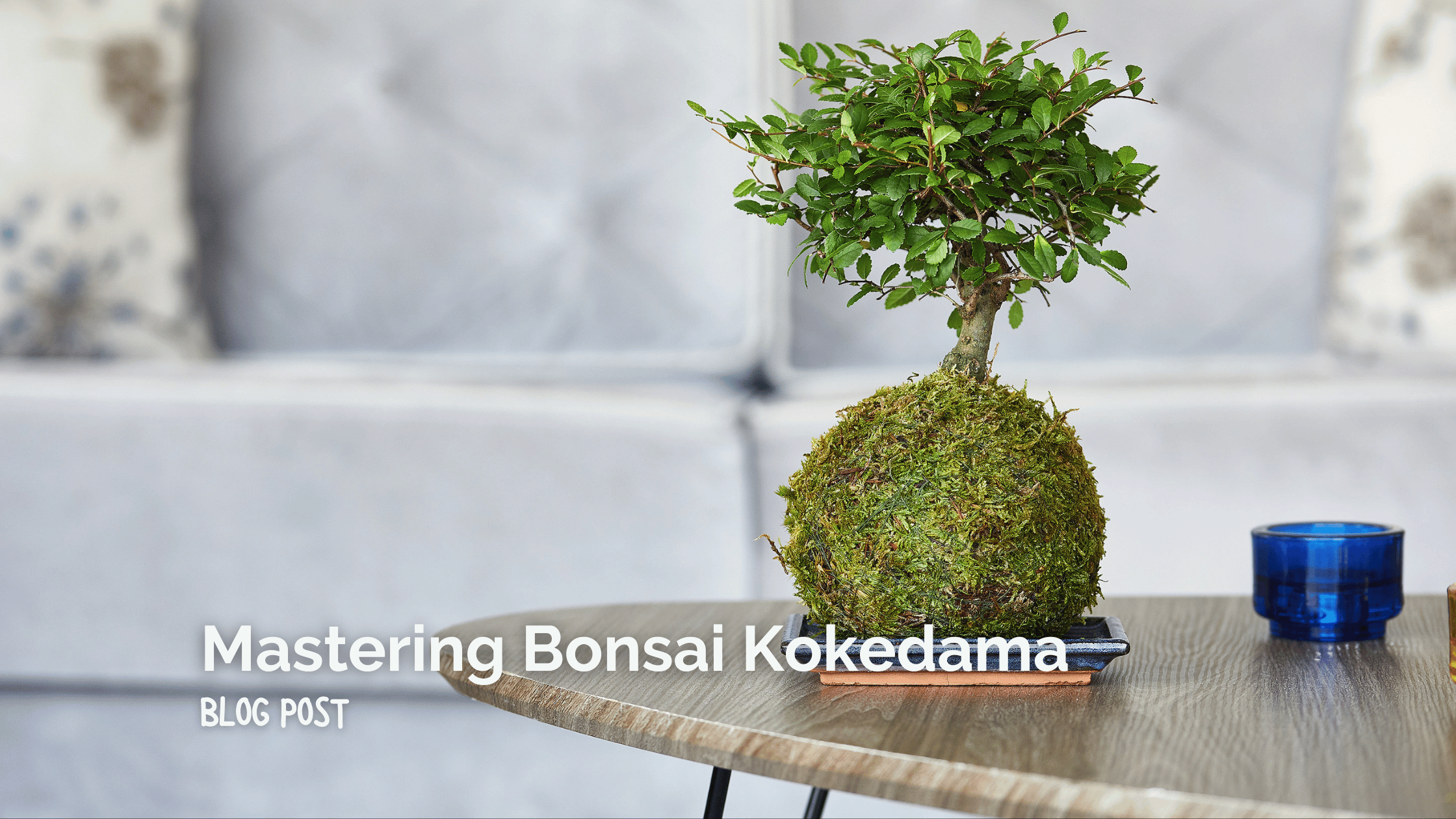 Mastering Bonsai Kokedama: Our Essential Care Tips