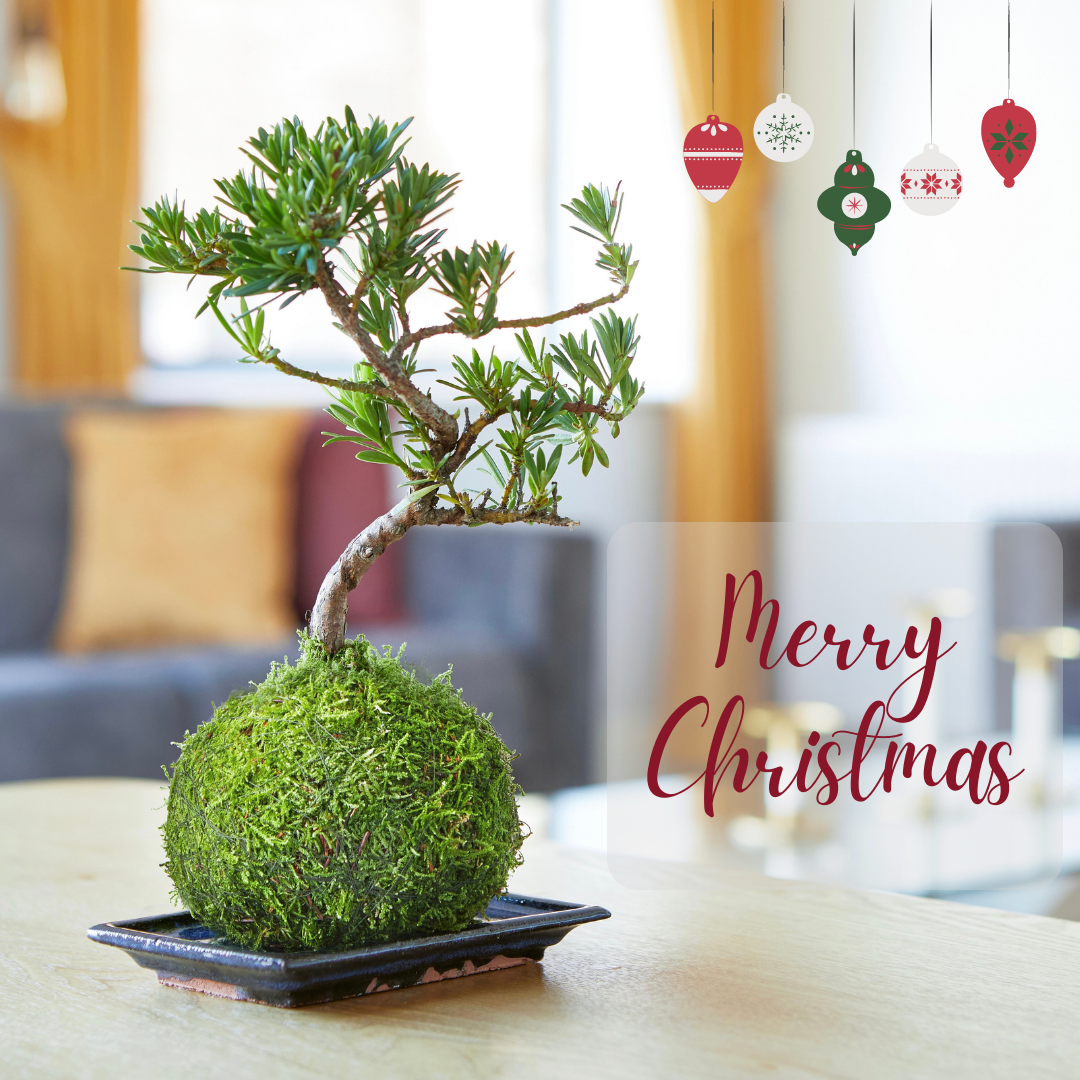 Christmas Gifts for Plant Lovers