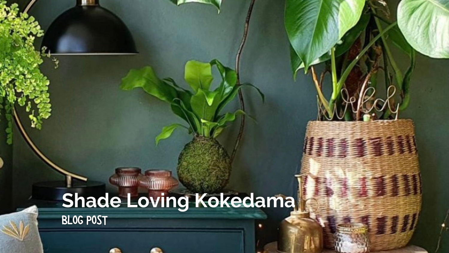 Shade-Loving Kokedama Plants