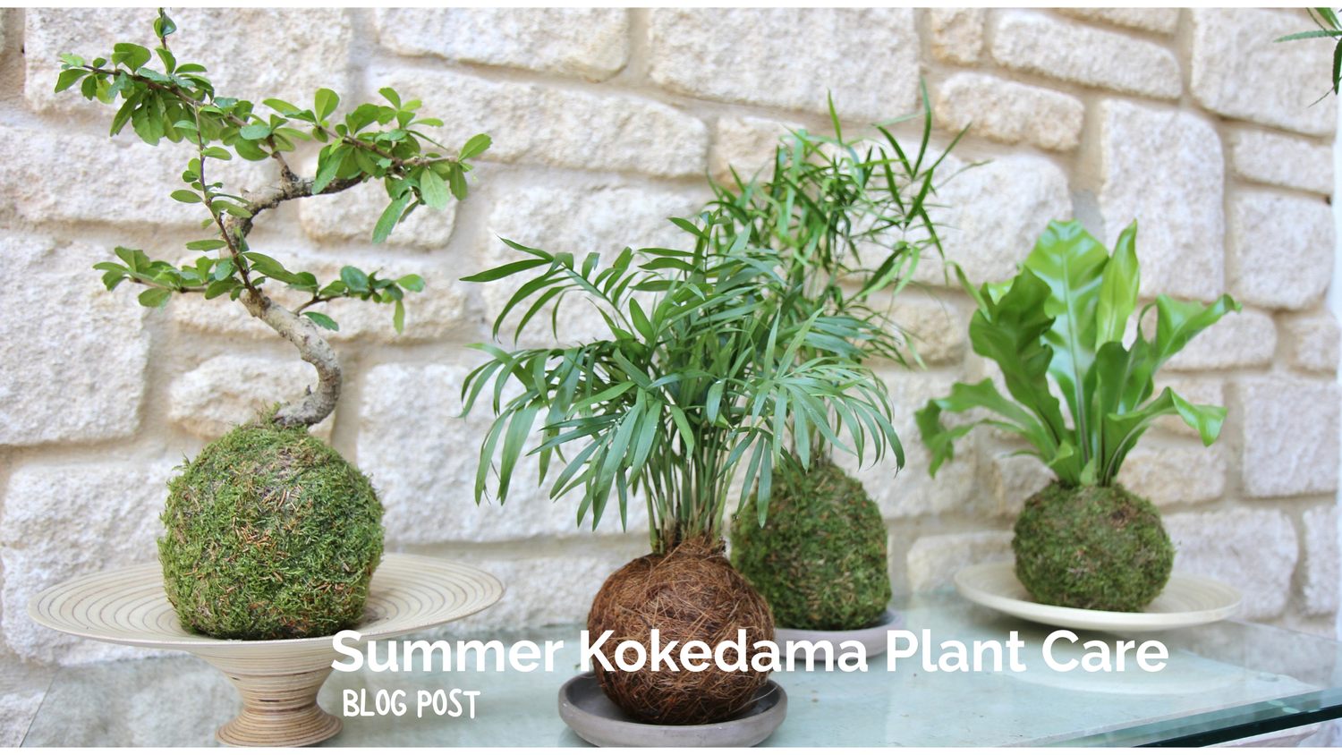 Summer Kokedama Plant Care!