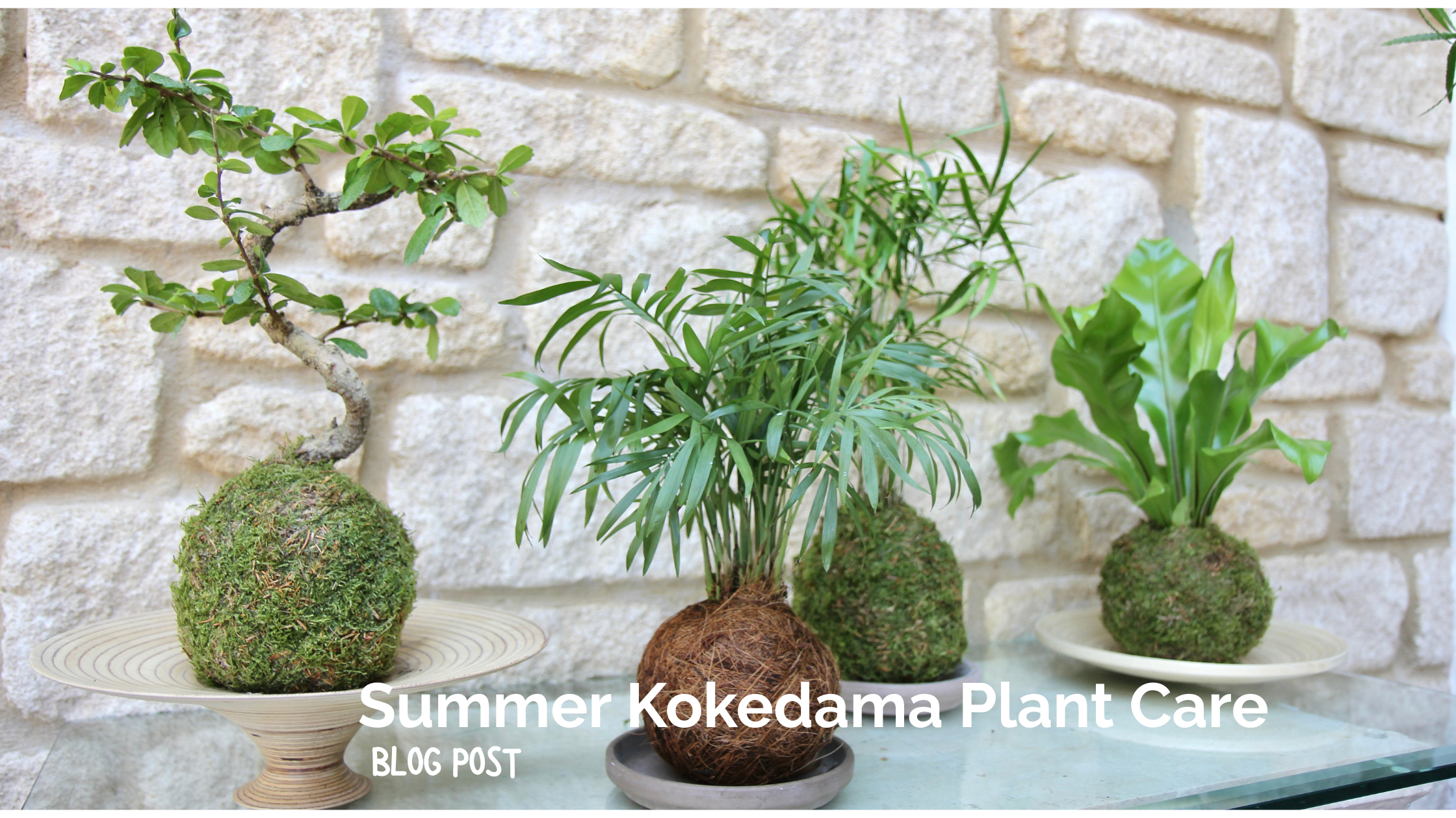 Summer Kokedama Plant Care!