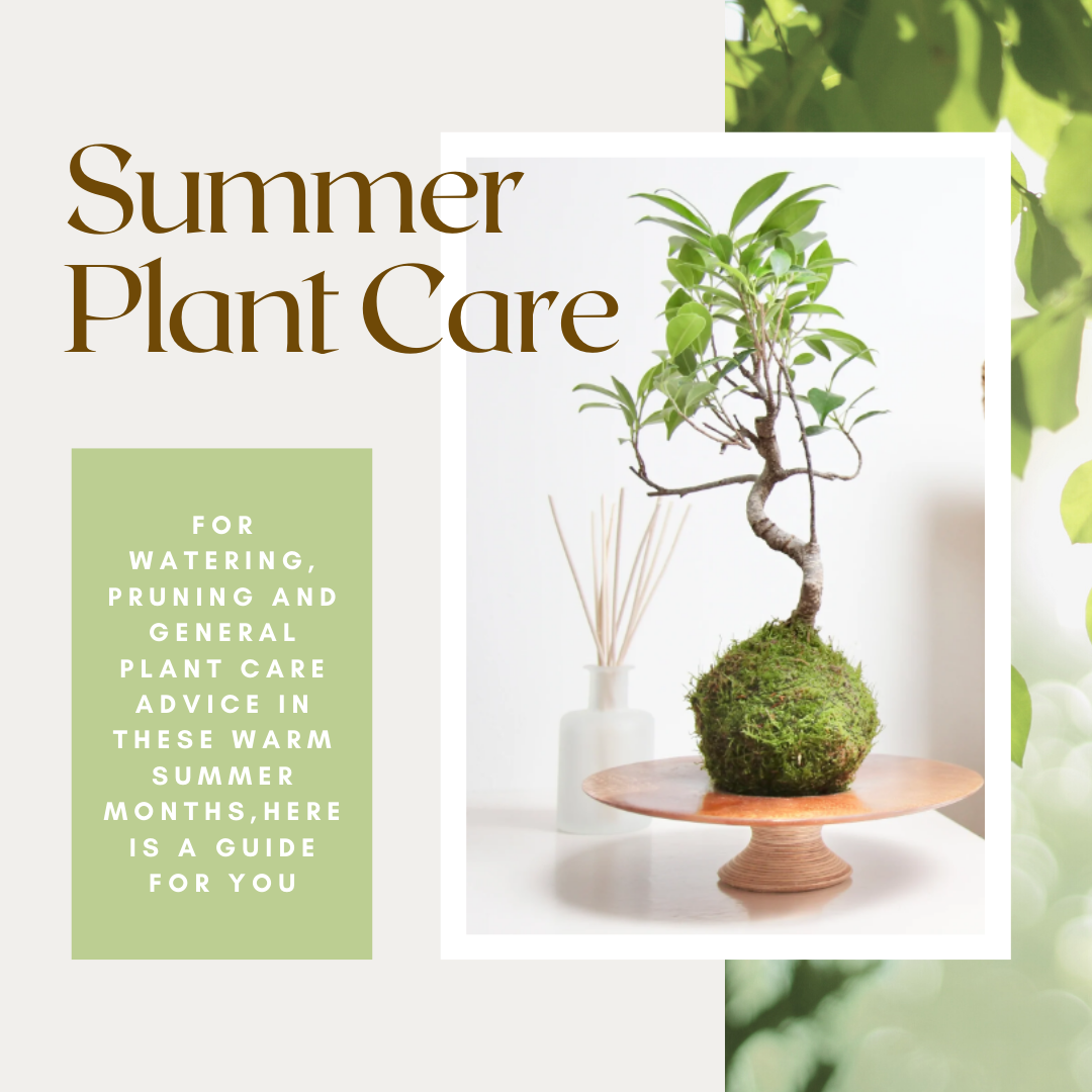 Summer Plant Care
