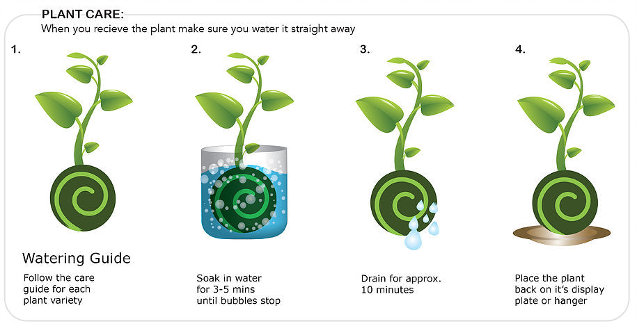 Kokedama plant care guidelines