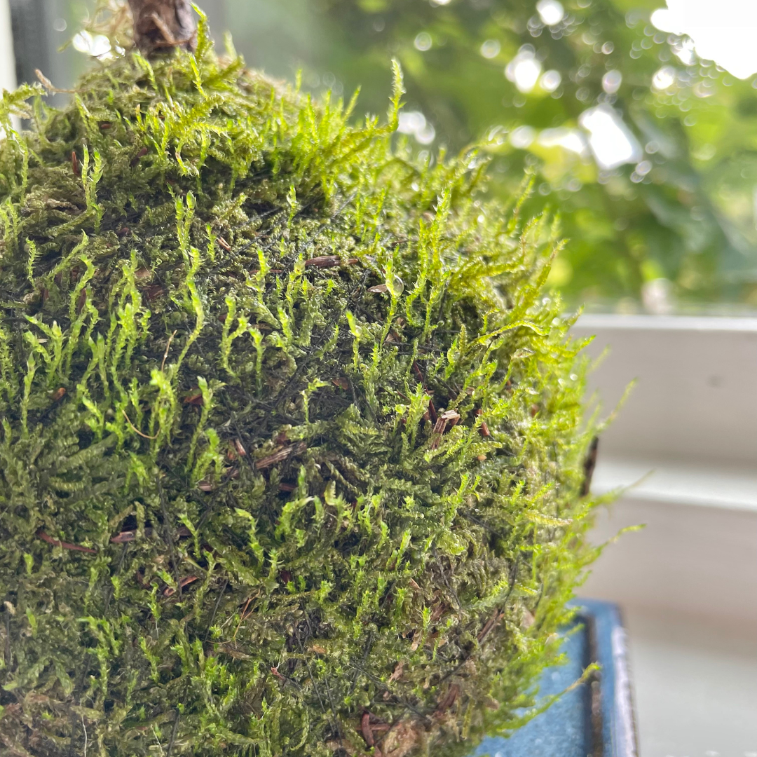 How to Care for Moss