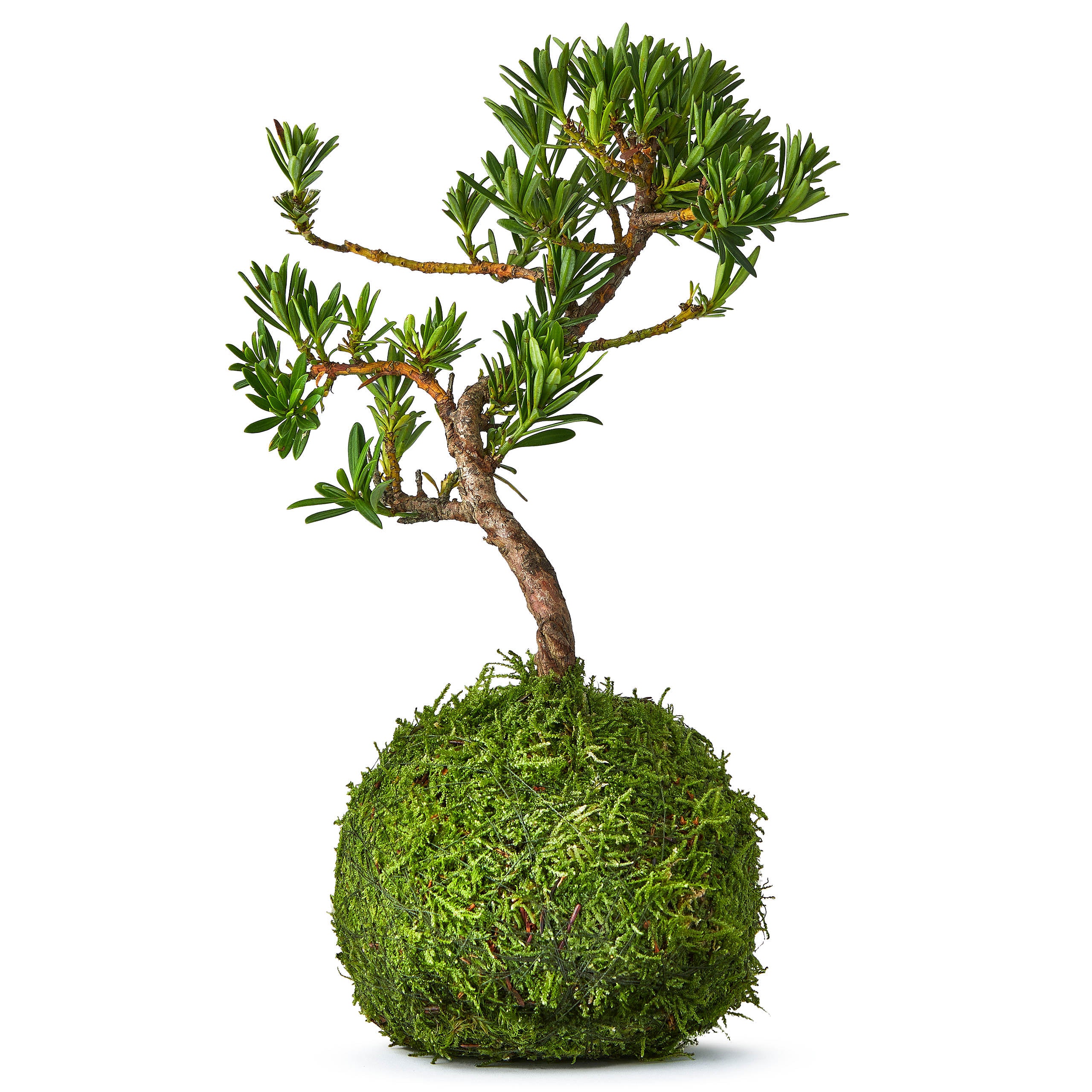 Make Christmas Merry and Healthy with Bonsai Plants Aplenty!