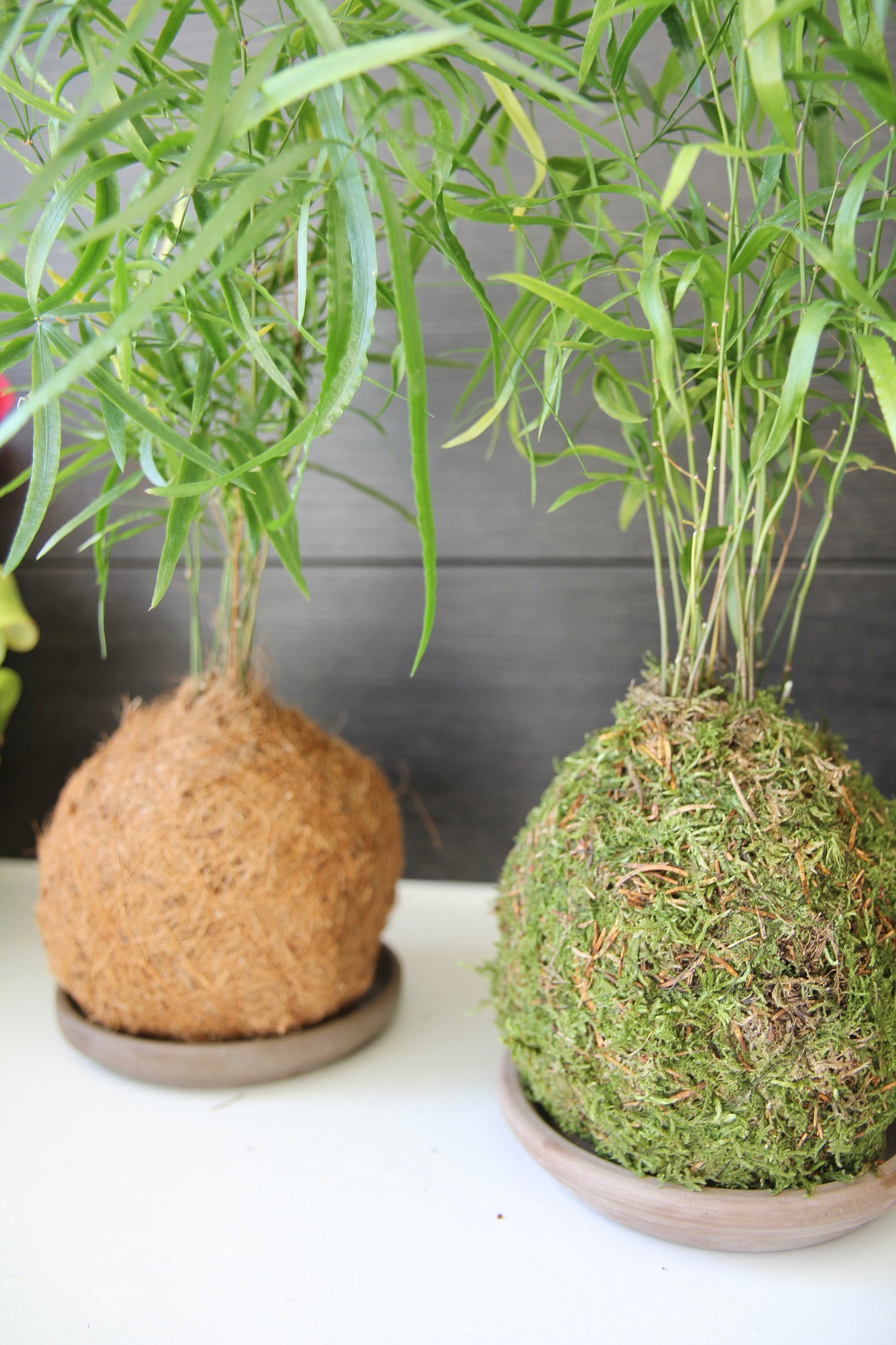 Plant Trays