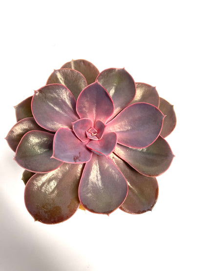 Purple Succulent Coco Fibre Kokedama Plant