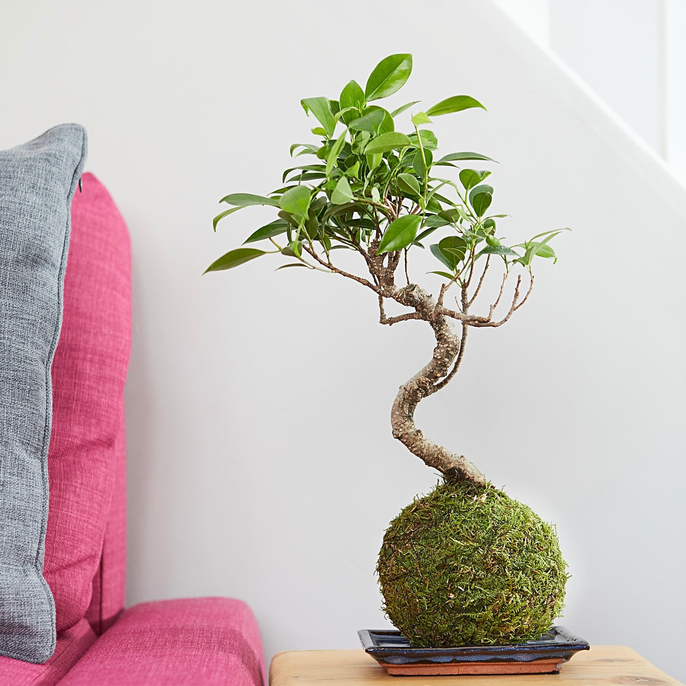 ficus ginseng bonsai tree kokedama easy care unique plant