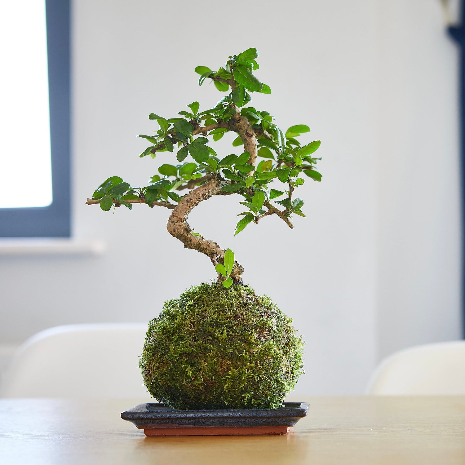 carmona bonsai tree easy care houseplant tranquil plants