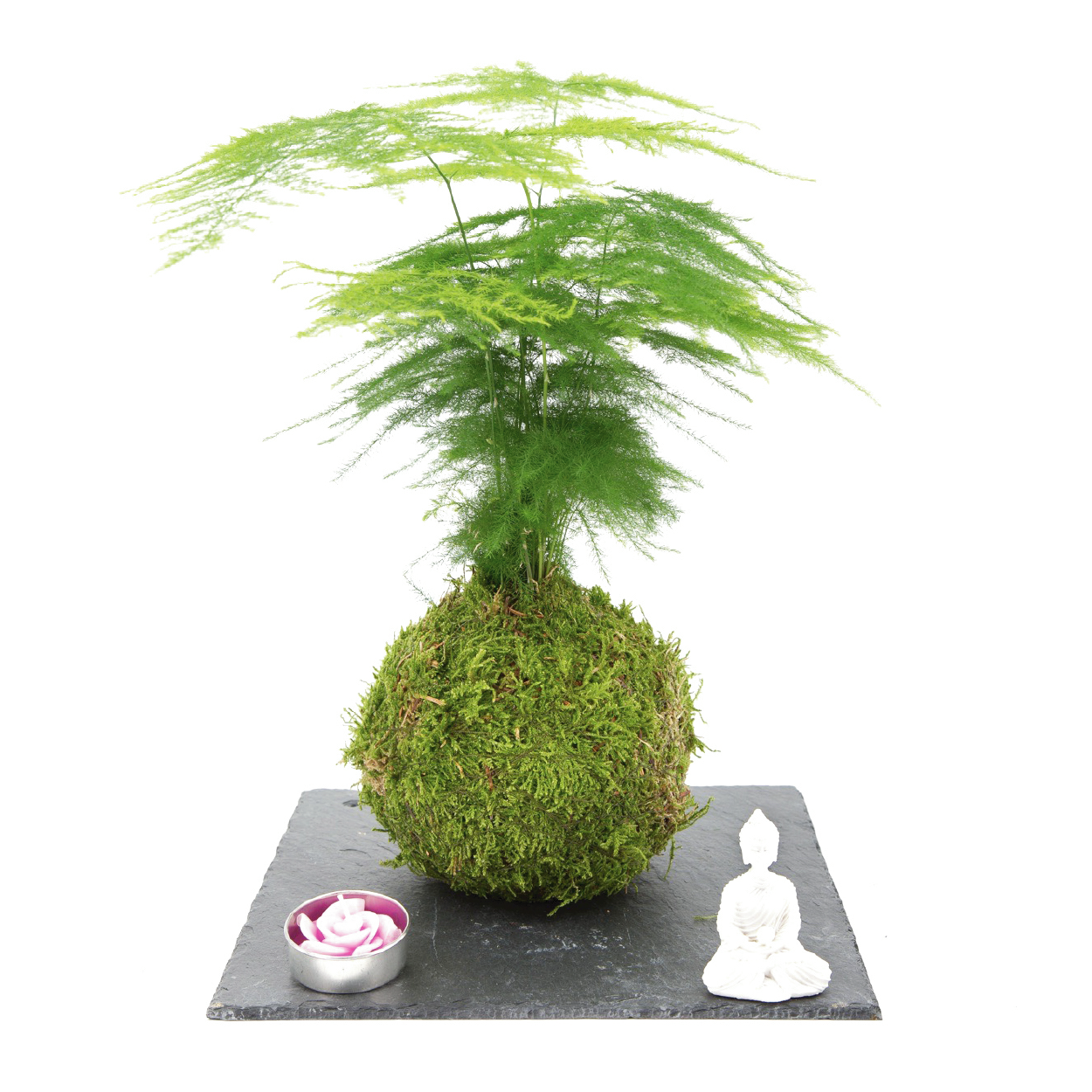 asparagus fern kokedama