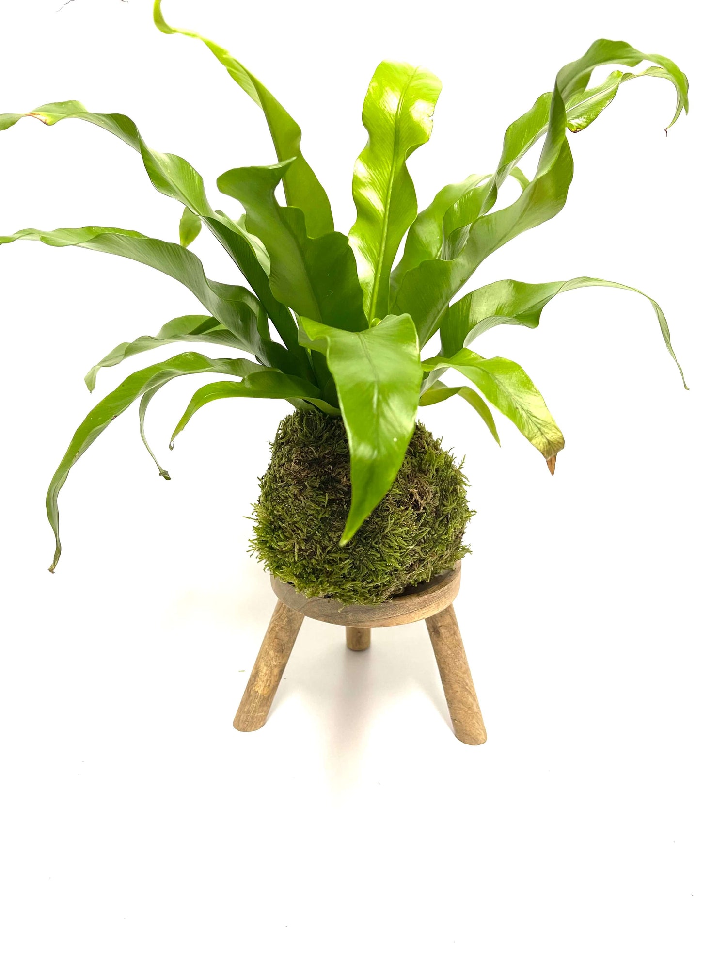 Round Wooden Plant Stand