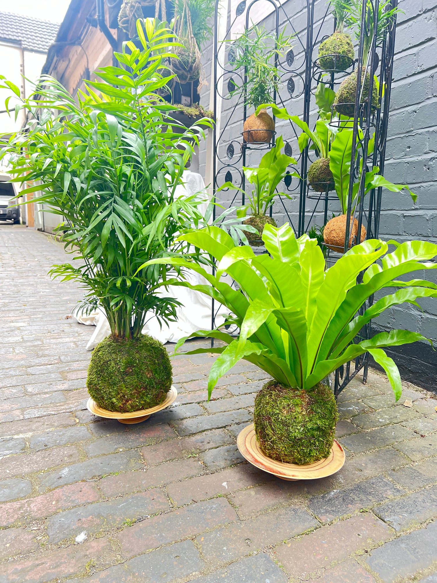 Big Fern Moss Kokedama Tranquil Plants