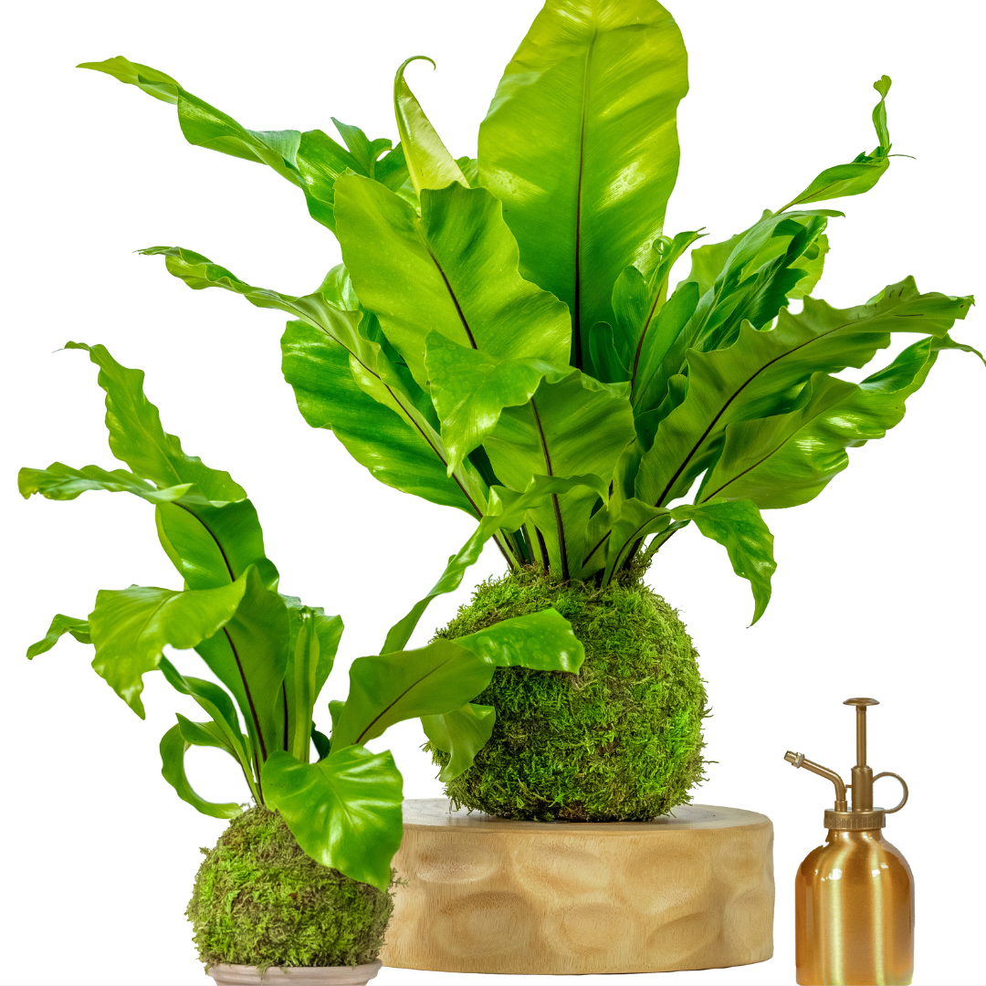 Big Fern Moss Kokedama Tranquil Plants