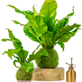 Big Fern Moss Kokedama Tranquil Plants