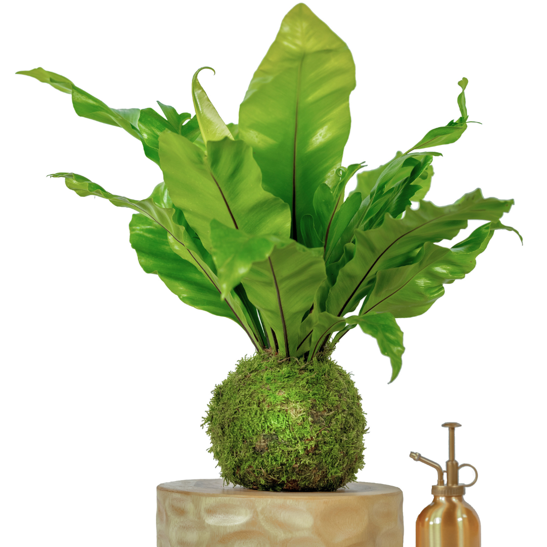 Big Fern Moss Kokedama Tranquil Plants