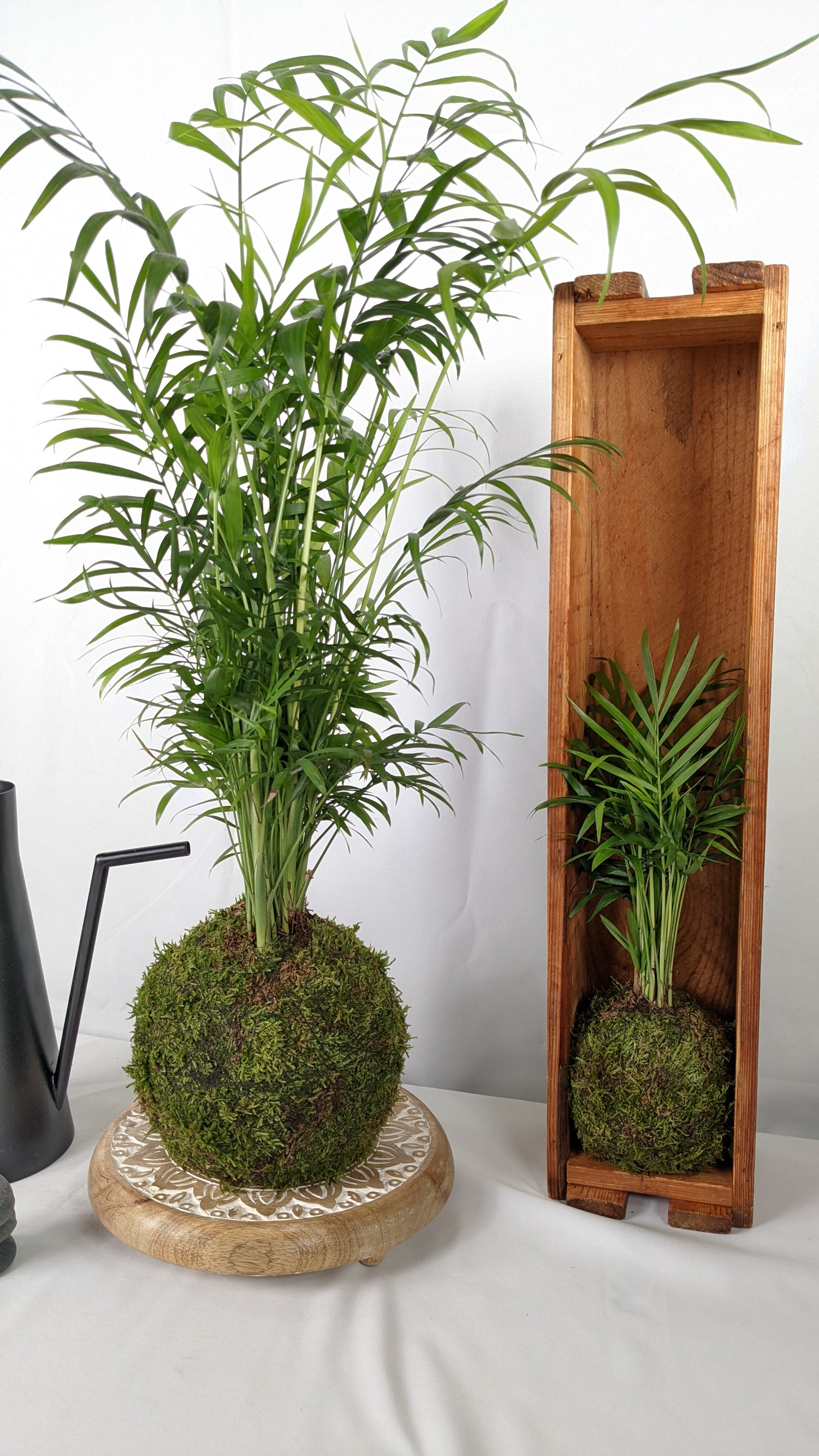 Big Palm Moss Kokedama Tranquil Plants