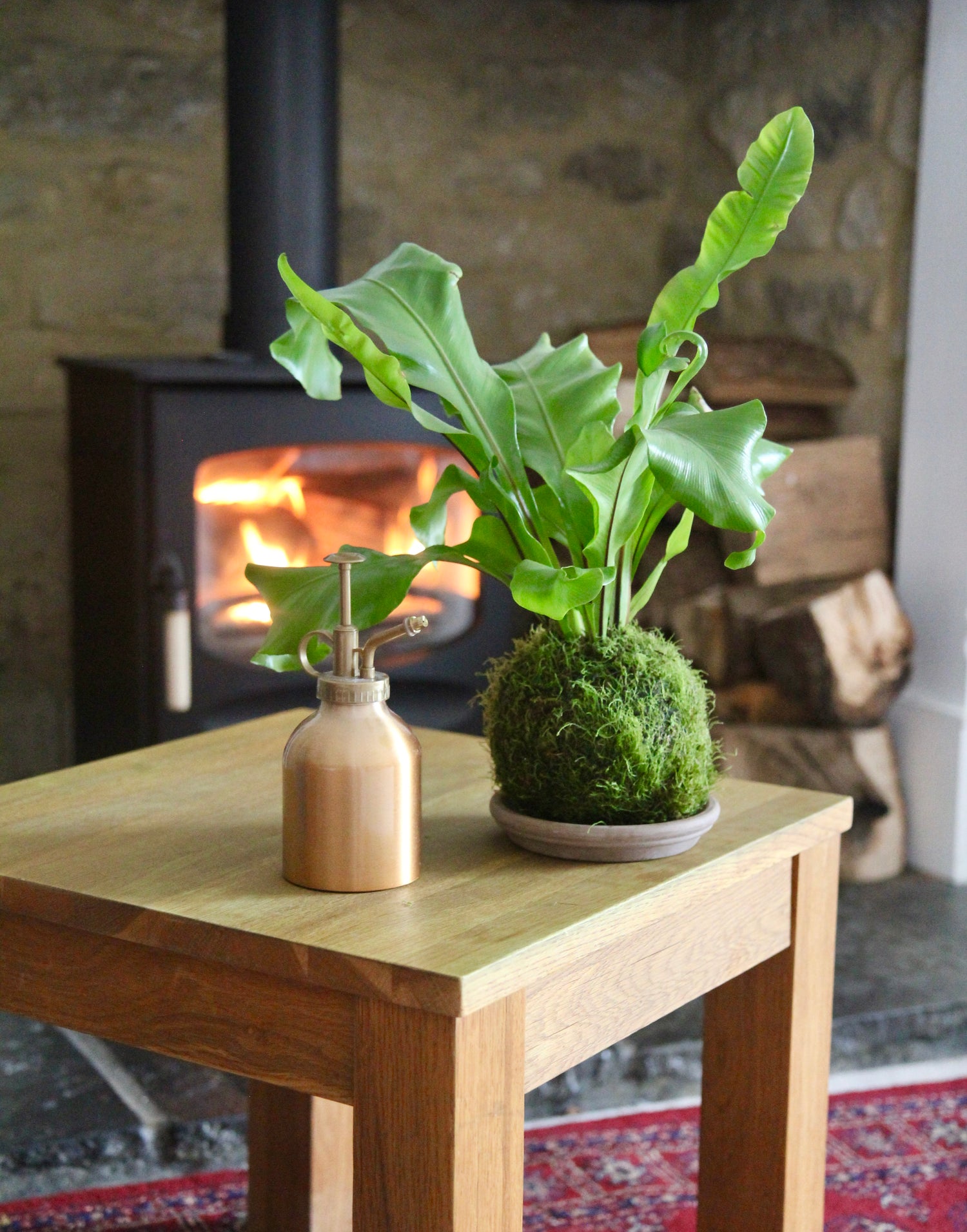 Birds Nest Fern Moss Kokedama Houseplant by the Fireplace