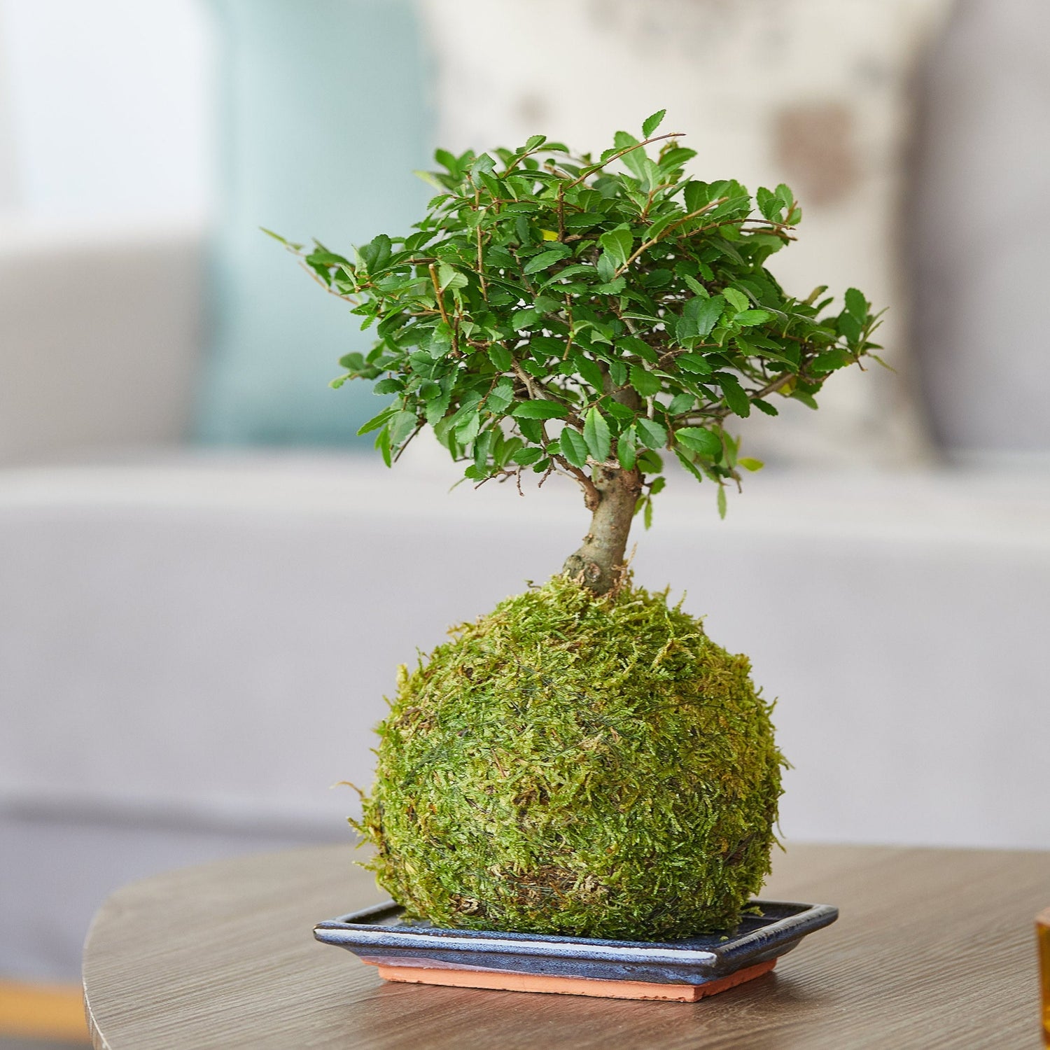 bonsai tree to buy online Broom Style Chinese Elm Bonsai