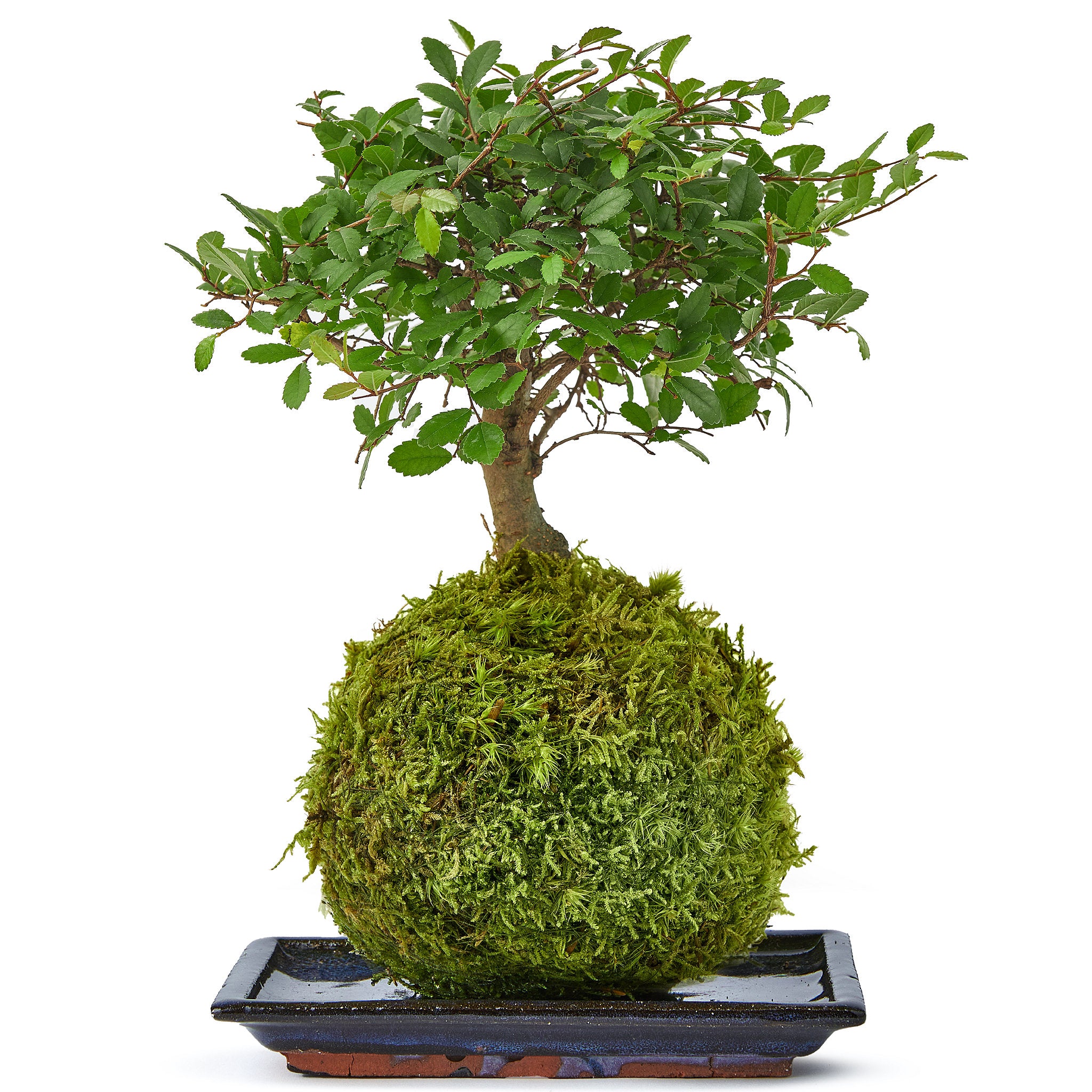 Chinese elm bonsai tree delivery online 