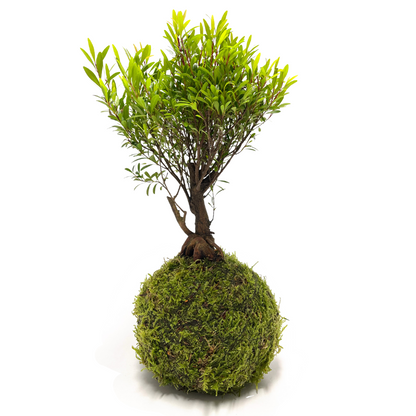 Brush Cherry Kokedama Bonsai Tree Tranquil Plants