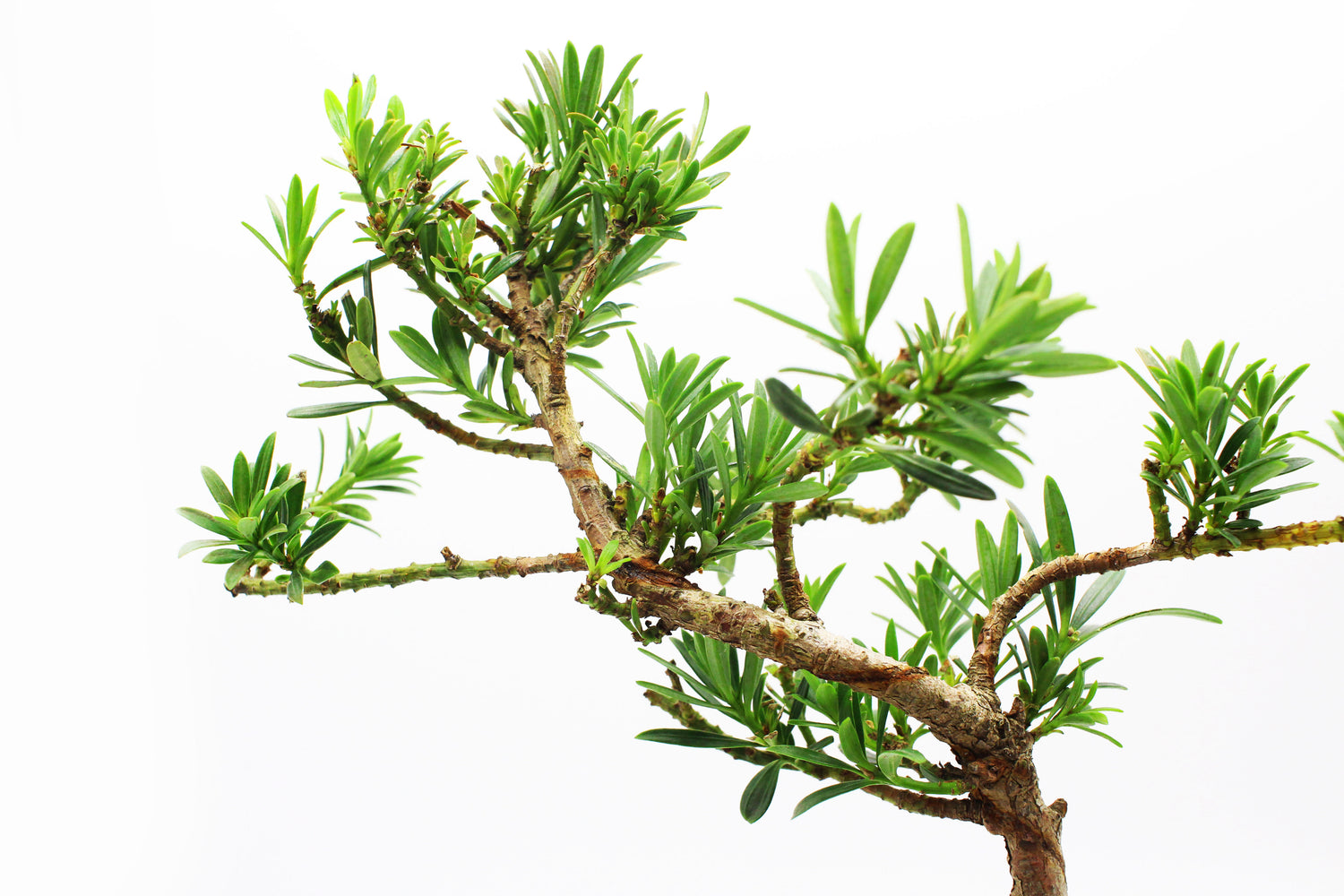 Bonsai Corporate Gifts tranquil plants pine buddhist pine bonsai tree easy care twigs and branches