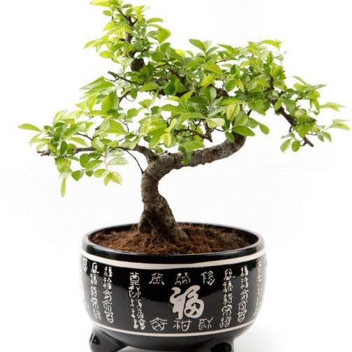 chinese elm bonsai tree indoor potted