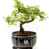 chinese elm bonsai tree indoor potted